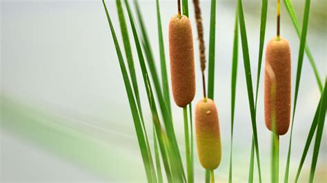 Bulrush .